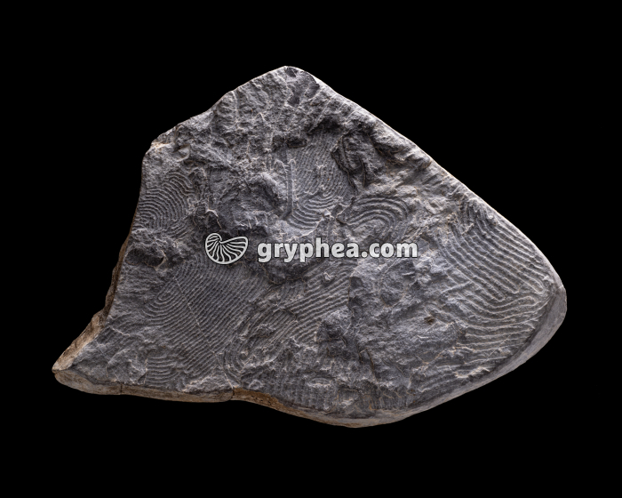 Helmintoïdes - Traces d'Helmintoïdes dans un schiste - gryphea.org